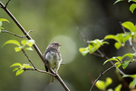 Junco