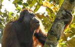 Danum valley