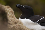 RAZORBILL GALLERY portfolio
