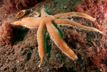 Luidia ciliaris