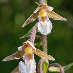 Marsh Helleborine (Epipactis palustris)