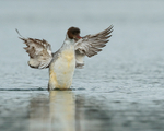 Goosander flapping wings, Farmoor Reservoir