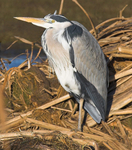 Grey Heron