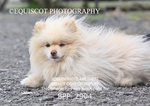 BPP_2904