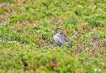 Lapland Bunting