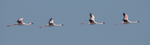 Lesser Flamingo in flight