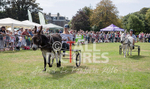Donkey Derby_2016-16