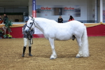 Class 1A - IH Diamond portfolio