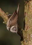 Crested Tit