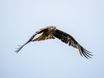 Red Kite