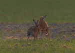 Brown Hares