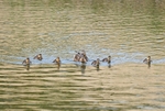 Mallards