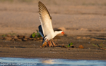 Black skimmer