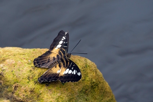 Also found in a blue form (although never seen one) - this is the usual colour