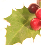 16 Holly