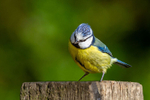 Great tit
