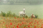 z2347 A Poppy Dream, Sandown