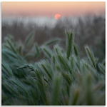 07082292 - Sunset, L'ancresse