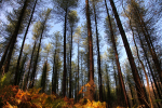 Pine Forest in Somerset _S120