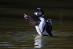 Goldeneye