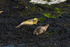 Seals on Loch Linnhe - DSC_9165_00101