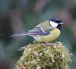 Great  Tit