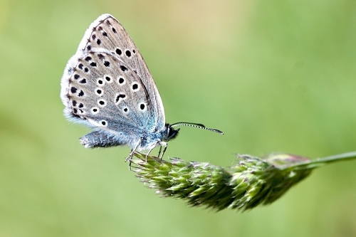 Large Blue butterfly photographed on Collard Hill, June 2011

This is the largest and rarest of our blue butterflie…