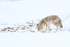 Coyote sniffs ground, Hayden Valley, Yellowstone National Park