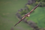 Black Kite portfolio