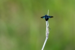 Carpenter Bee