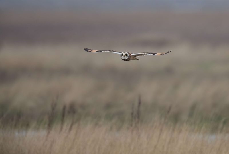 Short Eared Owl