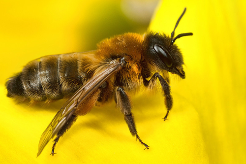 [i]Andrena nigroaenea[/i] female on a daffodil flower. Staffordshire, May 2015.