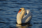 Mute Swan