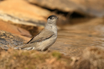 Blackcap (male) in drinking pool, Claret, Spain