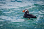 Puffin Along