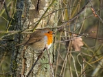 Robin