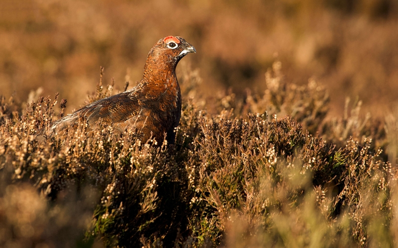 Red Grouse - Stanage Edge - Peak District