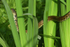 Grassnake 2