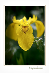 Iris pseudacorus