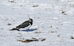 Lapwing