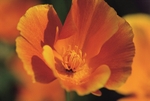 Mecanopsis Cambrica1