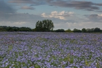 Field of Flax