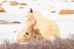 Male Polar Bear pushed over during fight, Churchill, Canada