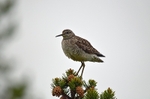 Wood Sandpiper