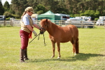 Class 14-23 - Mountain & Moorland In Hand Non Welsh portfolio