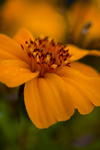 Flower - 7041