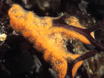Botrylloides leachii