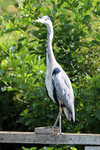 140706 KEEN SPECTATOR WT7A0609