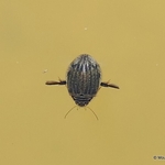 Acilius sulcatus (Lesser Diving Beetle) F