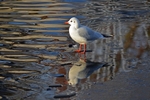 Black-headed Gull